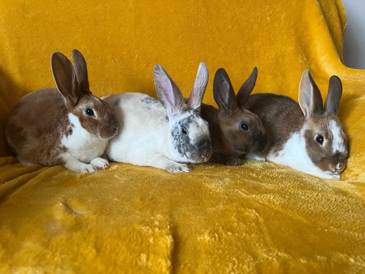 Rex X rabbits - Image 1
