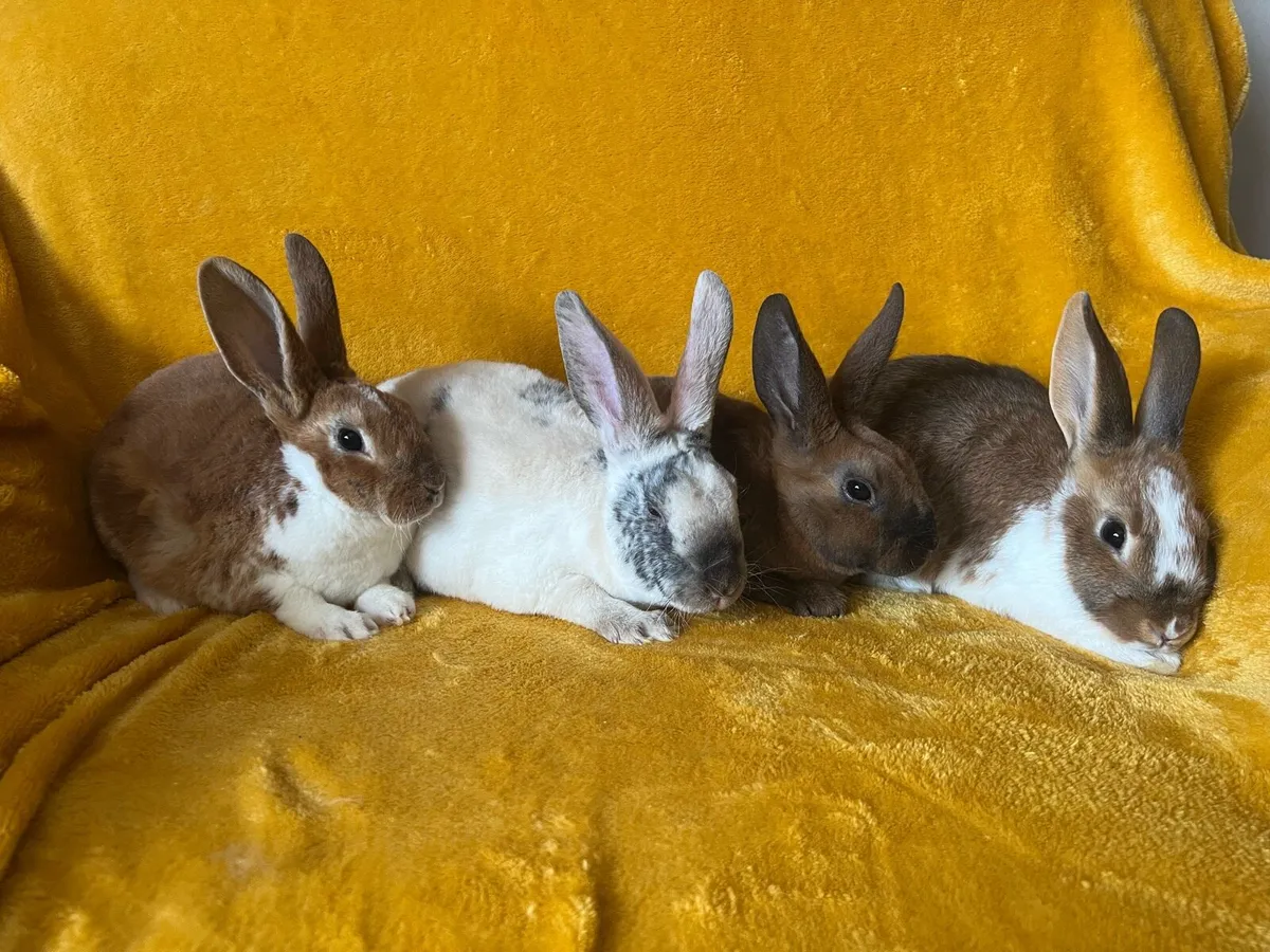 Rex X rabbits - Image 2