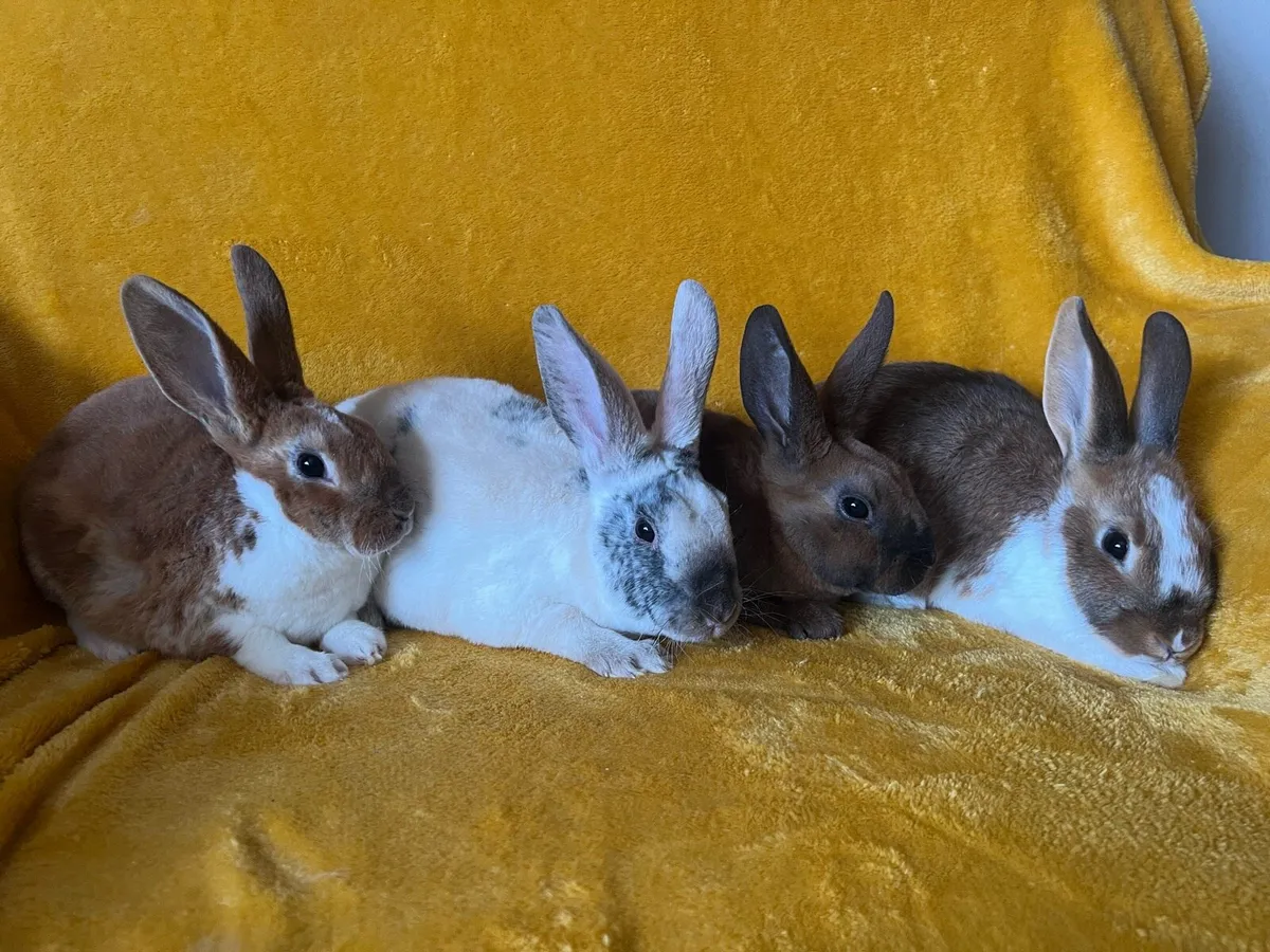 Rex X rabbits - Image 3