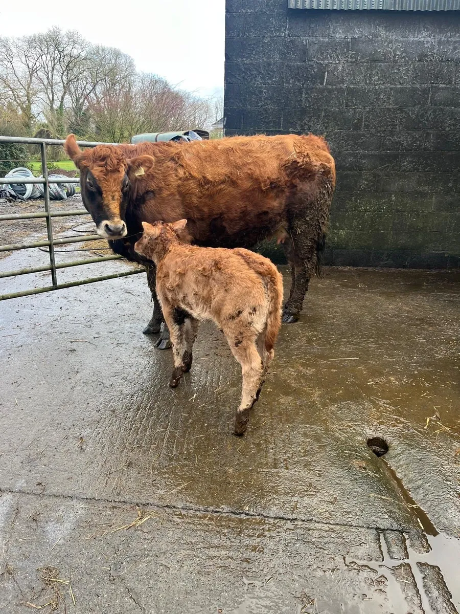 Super First Time Calver With Serious Heifer Calf - Image 1