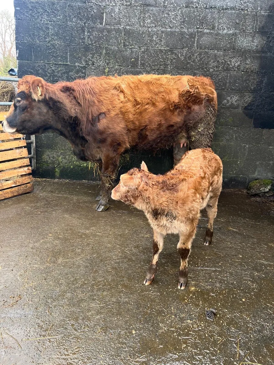 Super First Time Calver With Serious Heifer Calf - Image 3