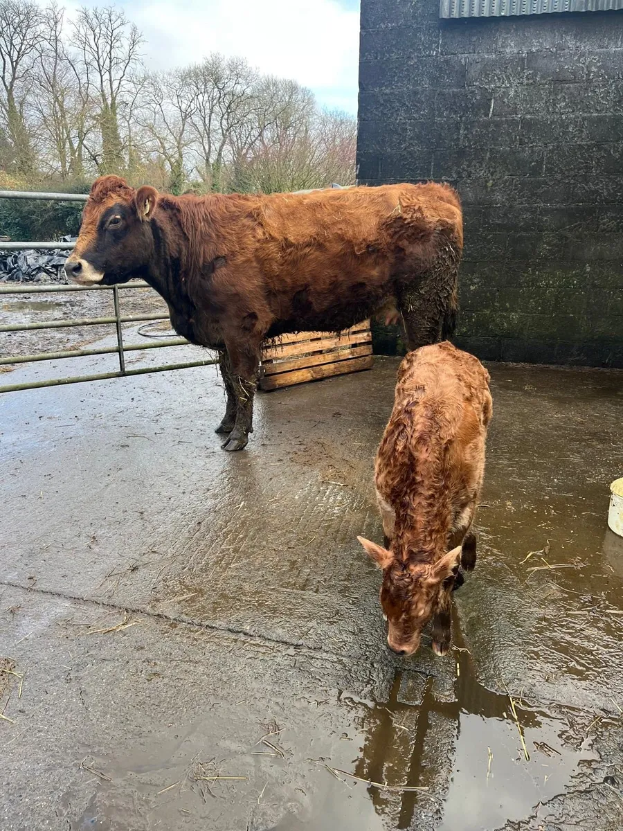 Super First Time Calver With Serious Heifer Calf - Image 2