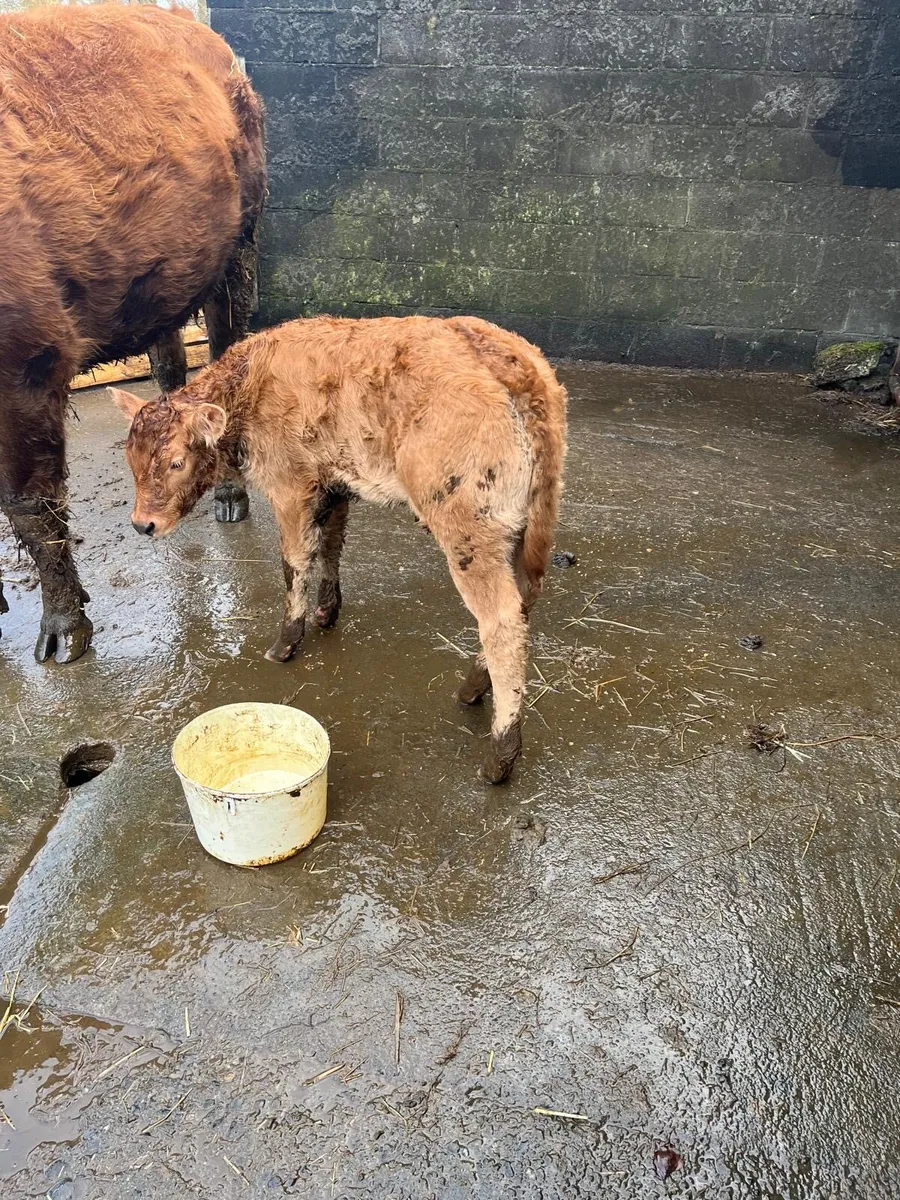 Super First Time Calver With Serious Heifer Calf - Image 4