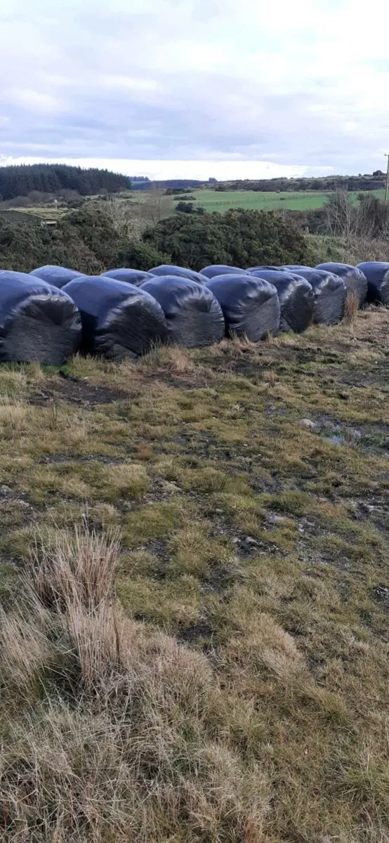 Baled silage - Image 2