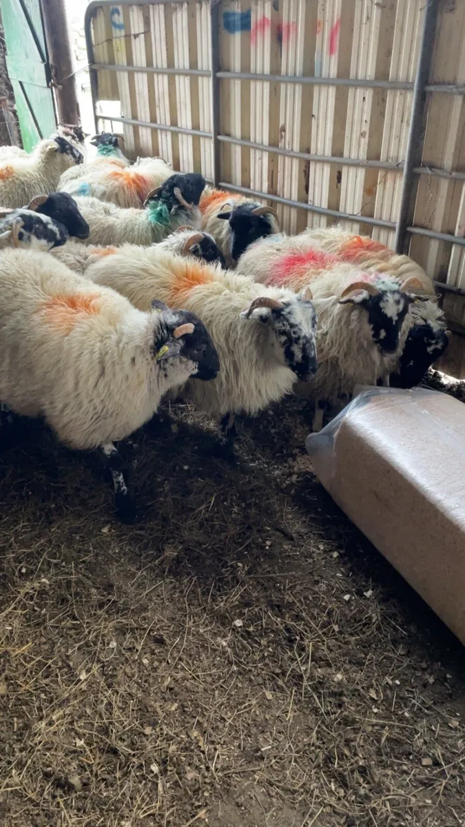 Scotch ewe lambs - Image 1