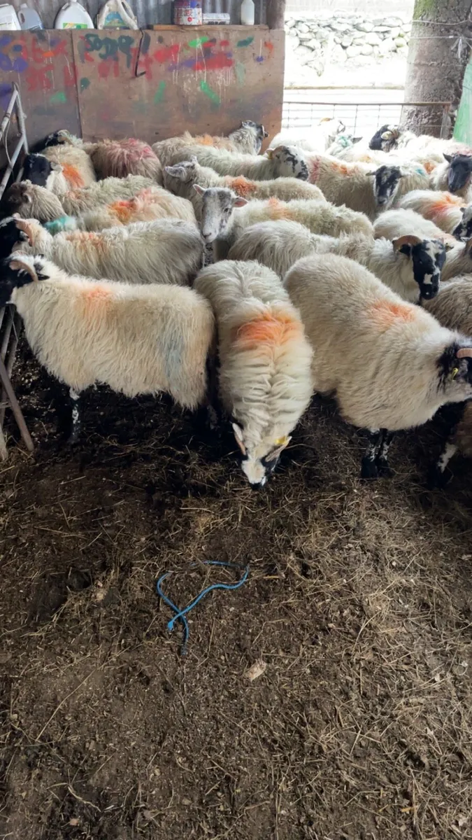 Scotch ewe lambs - Image 2