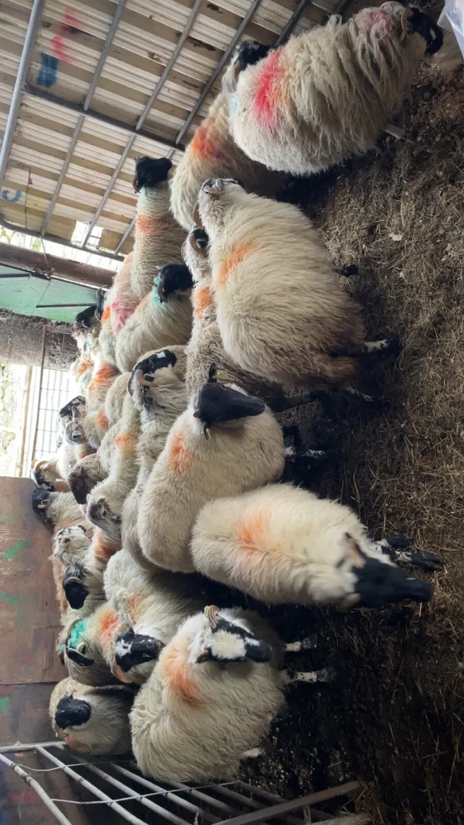 Scotch ewe lambs - Image 3