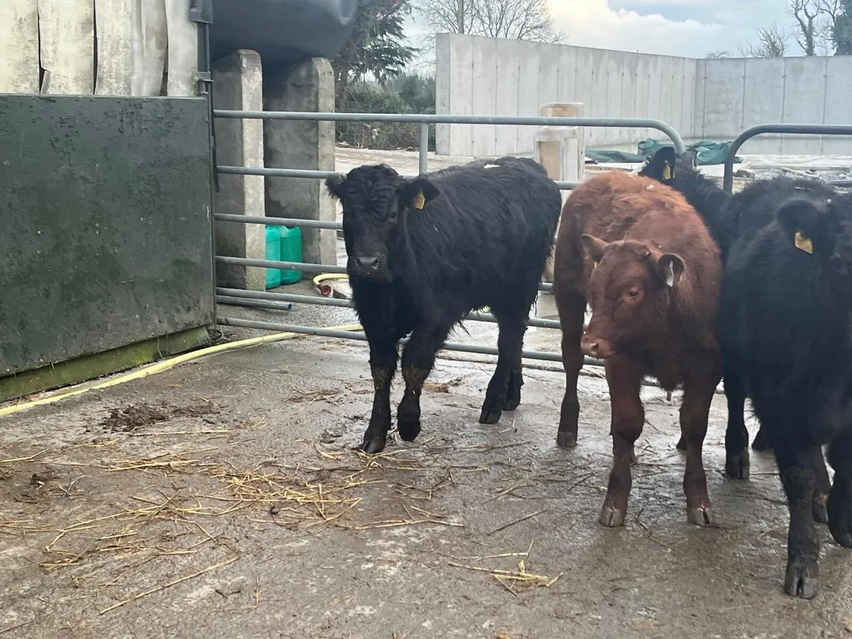 4 super limosin suckler bred bulls - Image 1