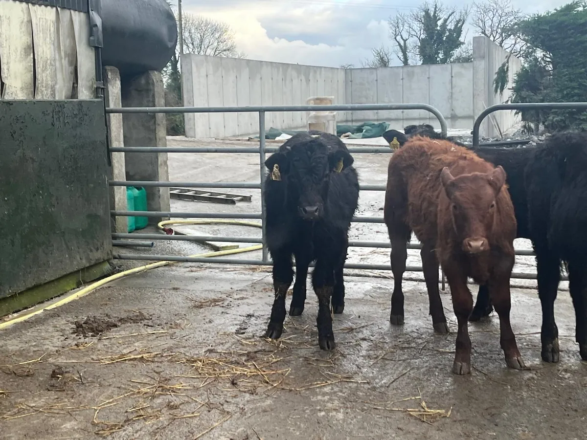 4 super limosin suckler bred bulls - Image 3