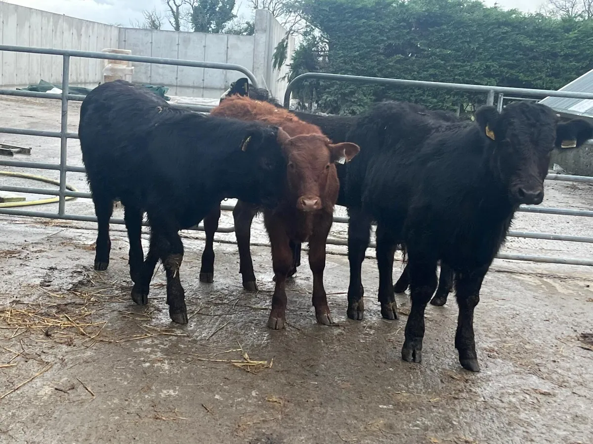 4 super limosin suckler bred bulls - Image 4