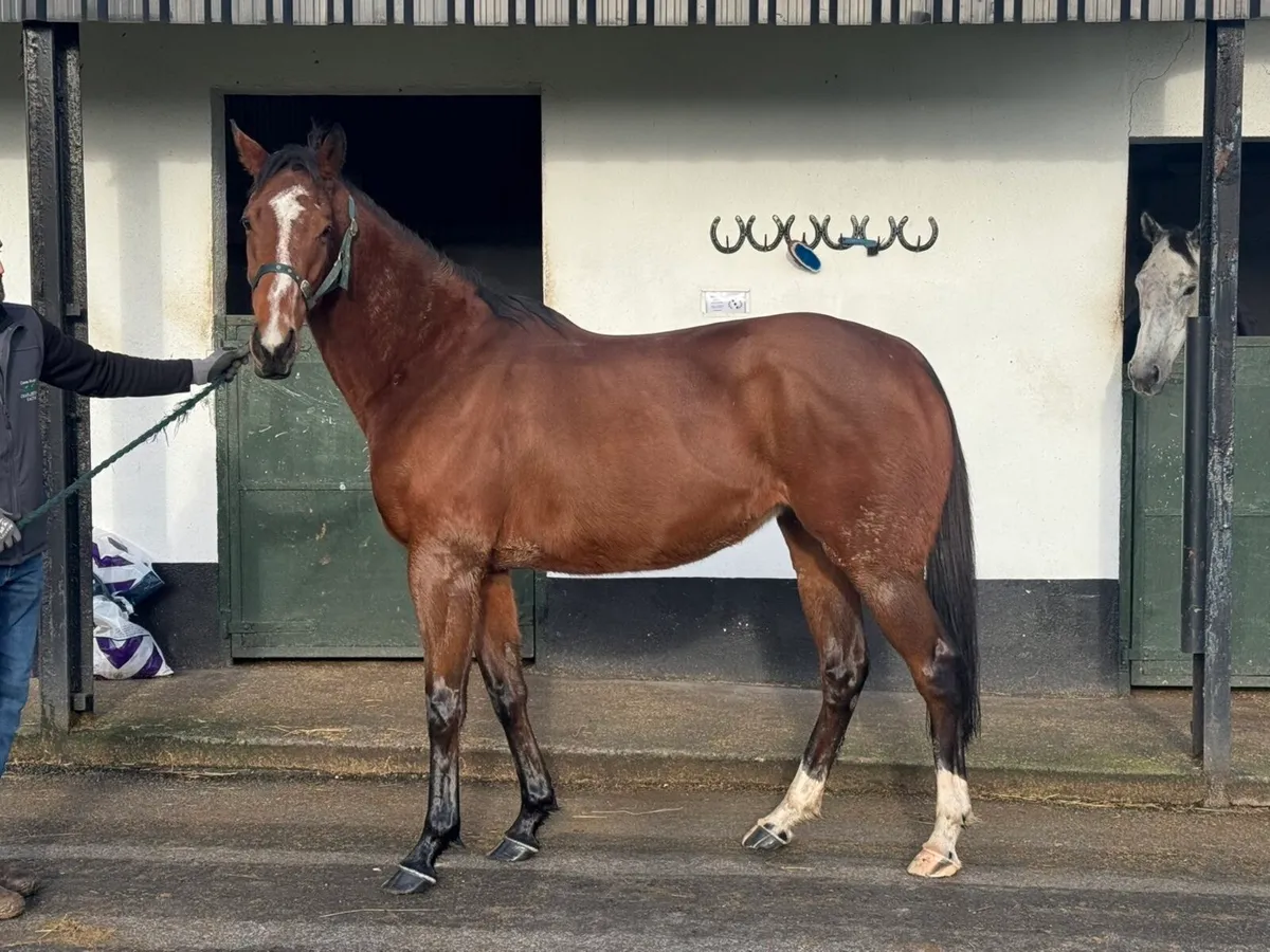 Broodmare - Image 1