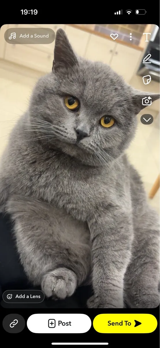 British shorthair - Image 1