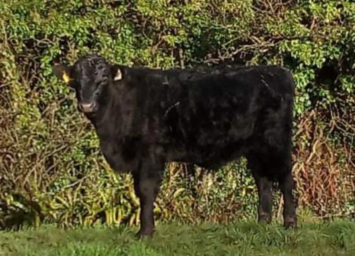 Organic weanlings - Image 1