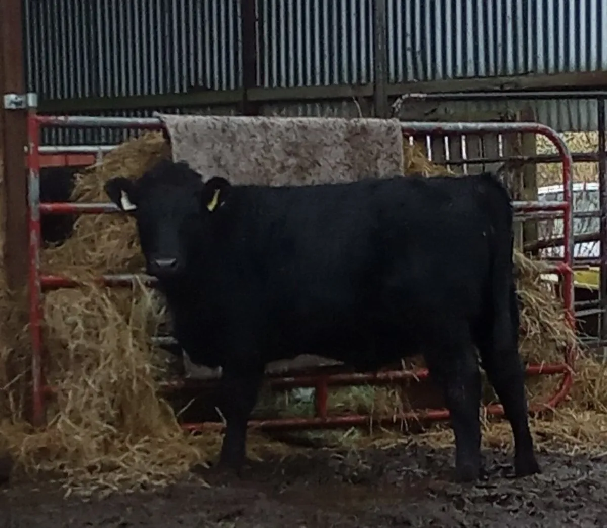 Organic weanlings - Image 2