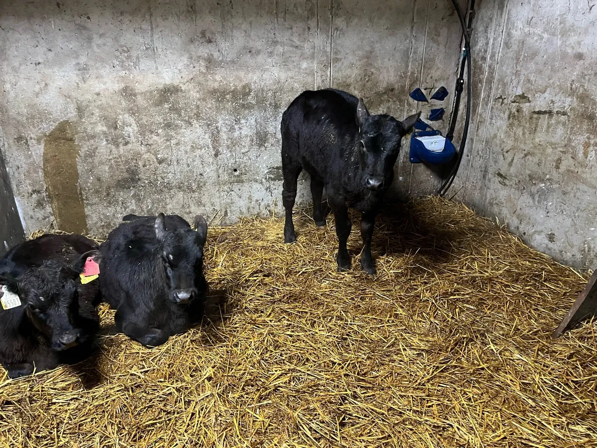 3 reared Angus heifer calves - Image 3