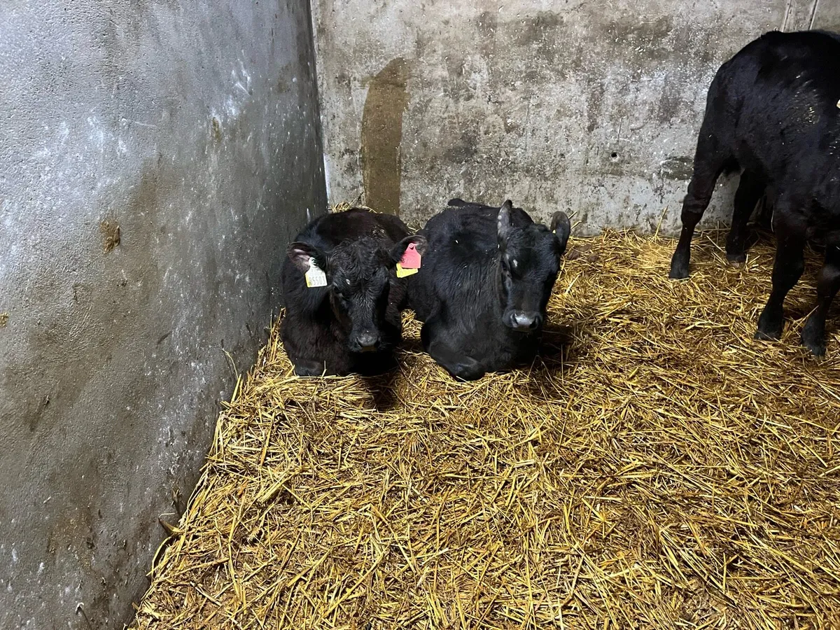 3 reared Angus heifer calves - Image 4