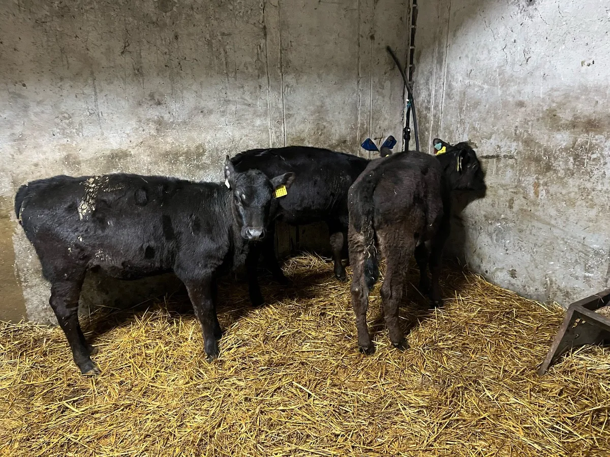 3 reared Angus heifer calves - Image 1