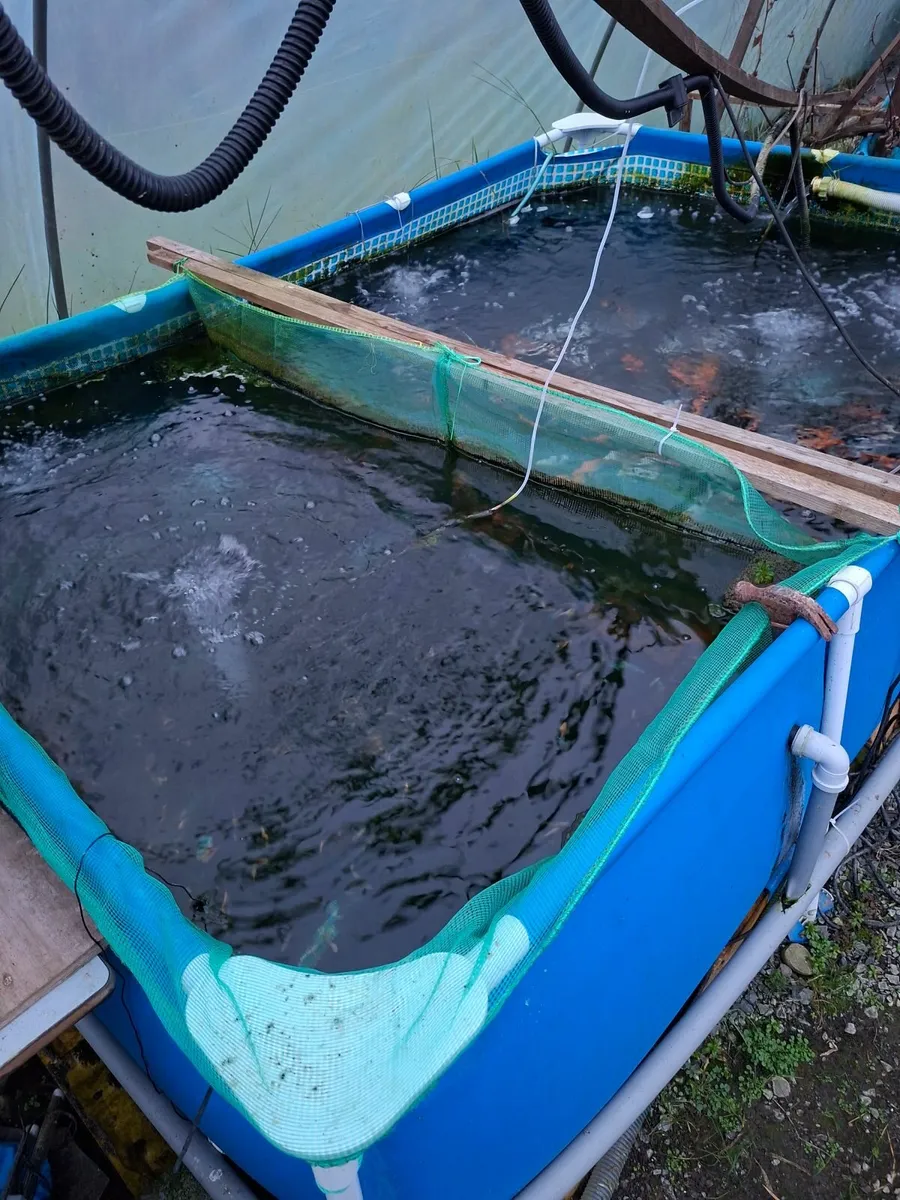 Koi.  Complete "Koi Farm" - Image 2