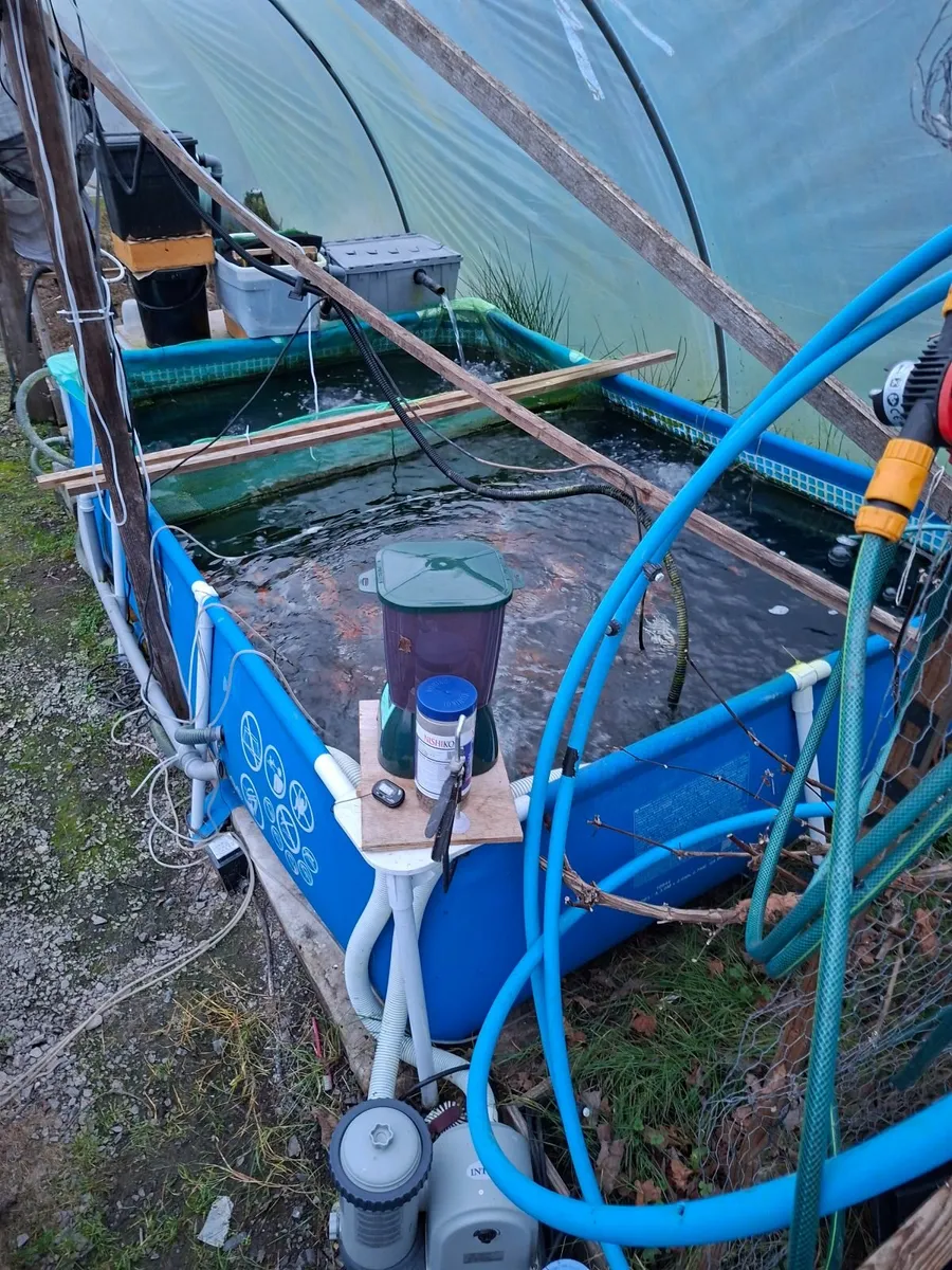 Koi.  Complete "Koi Farm" - Image 3