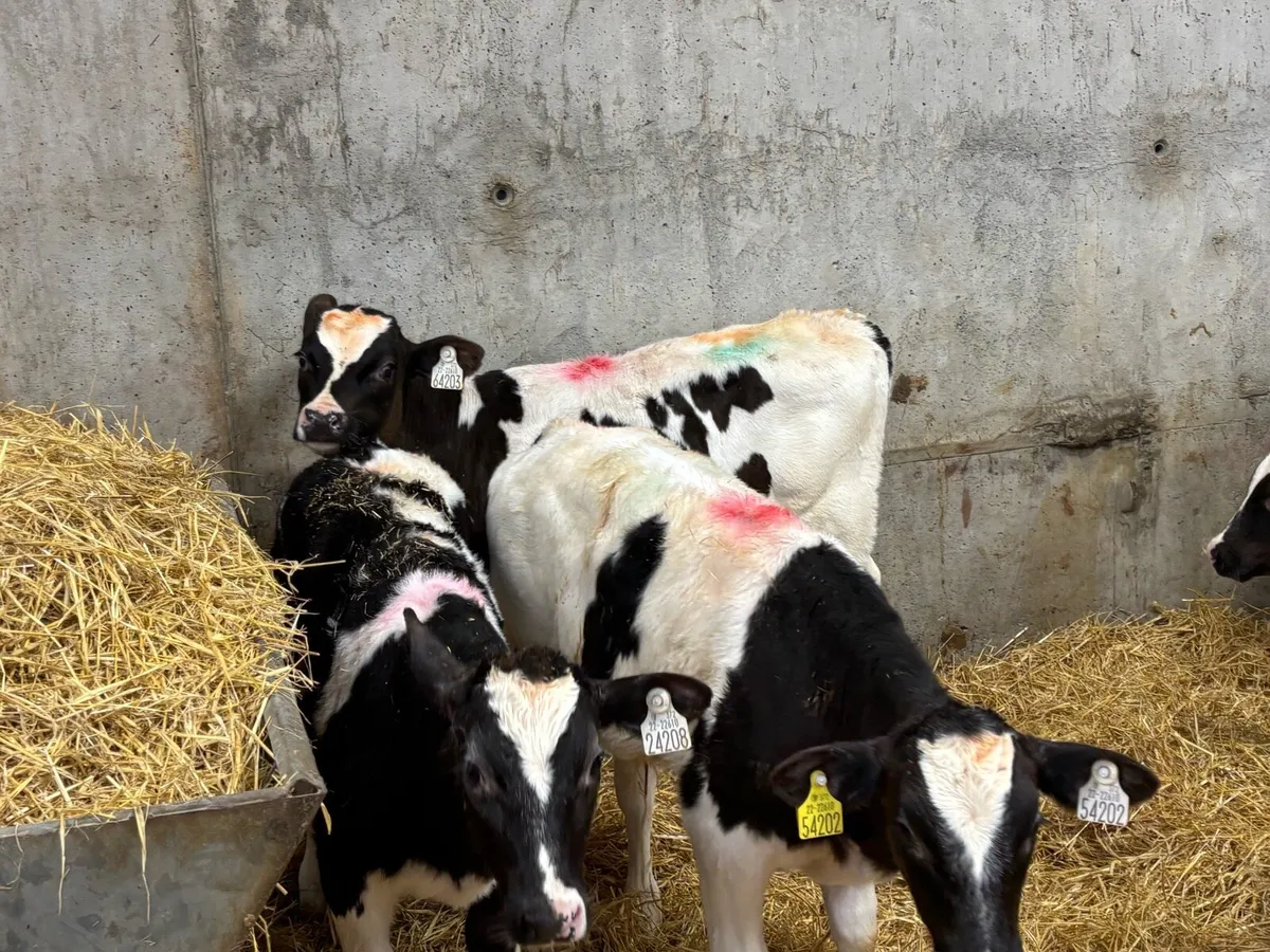 Rared Calfs - Image 2