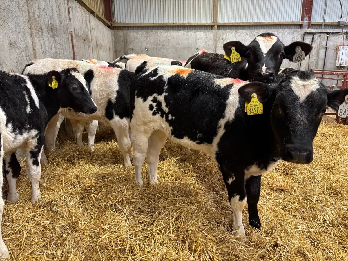 Rared Calfs - Image 3