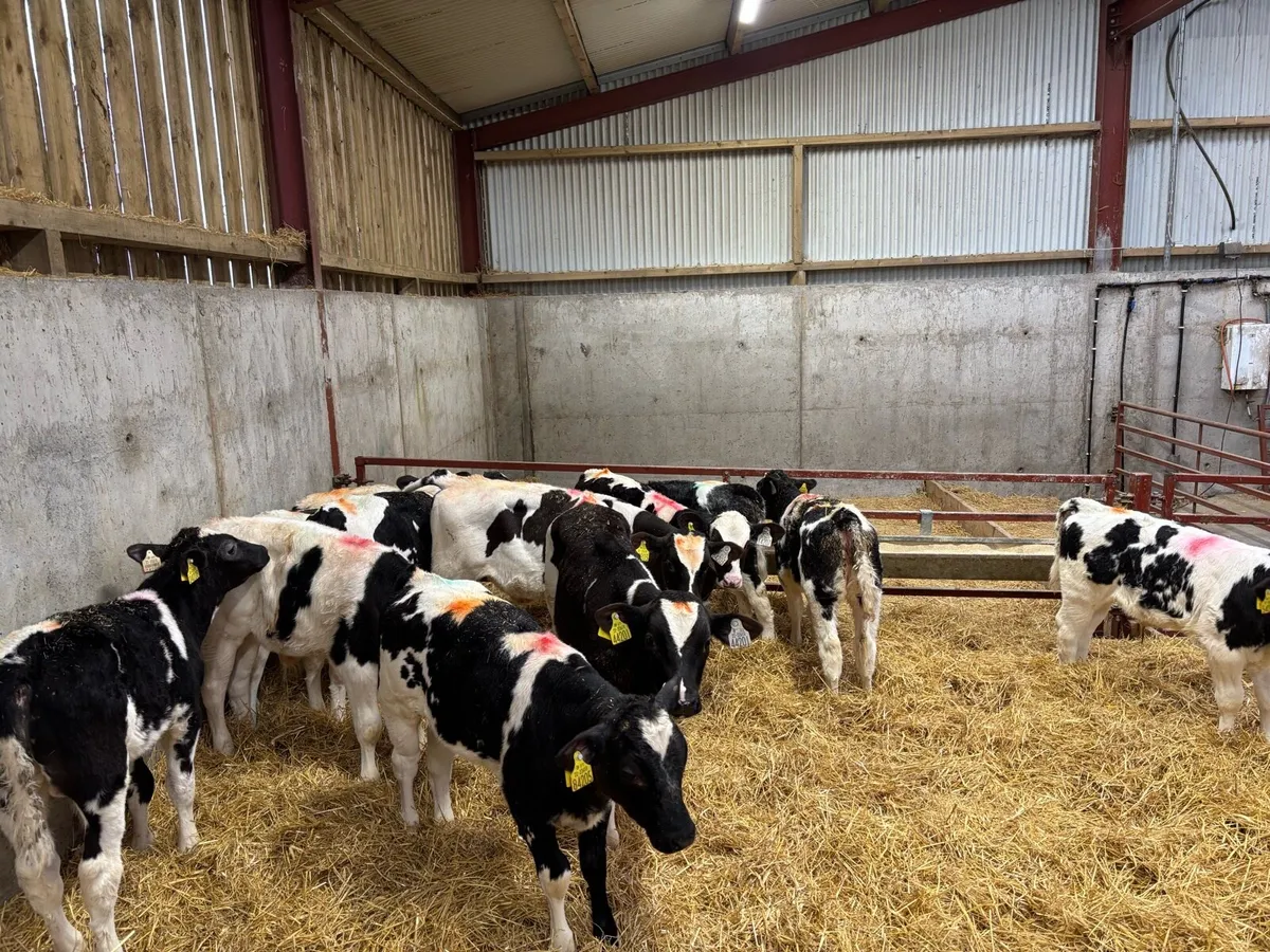 Rared Calfs - Image 4