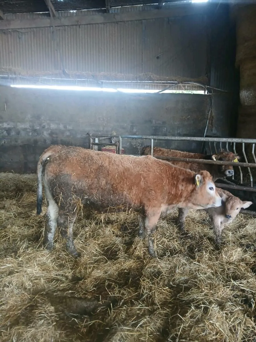 Ped reg AI bred aubrac heifers - Image 2