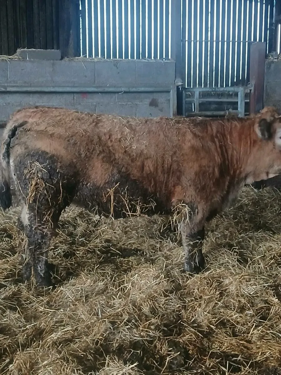 Ped reg AI bred aubrac heifers - Image 1