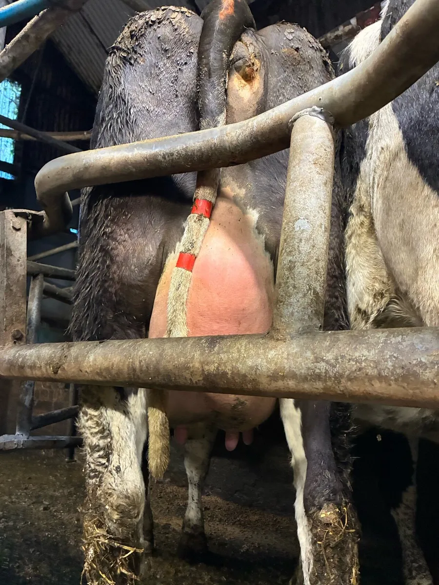 Fresian heifers - Image 2