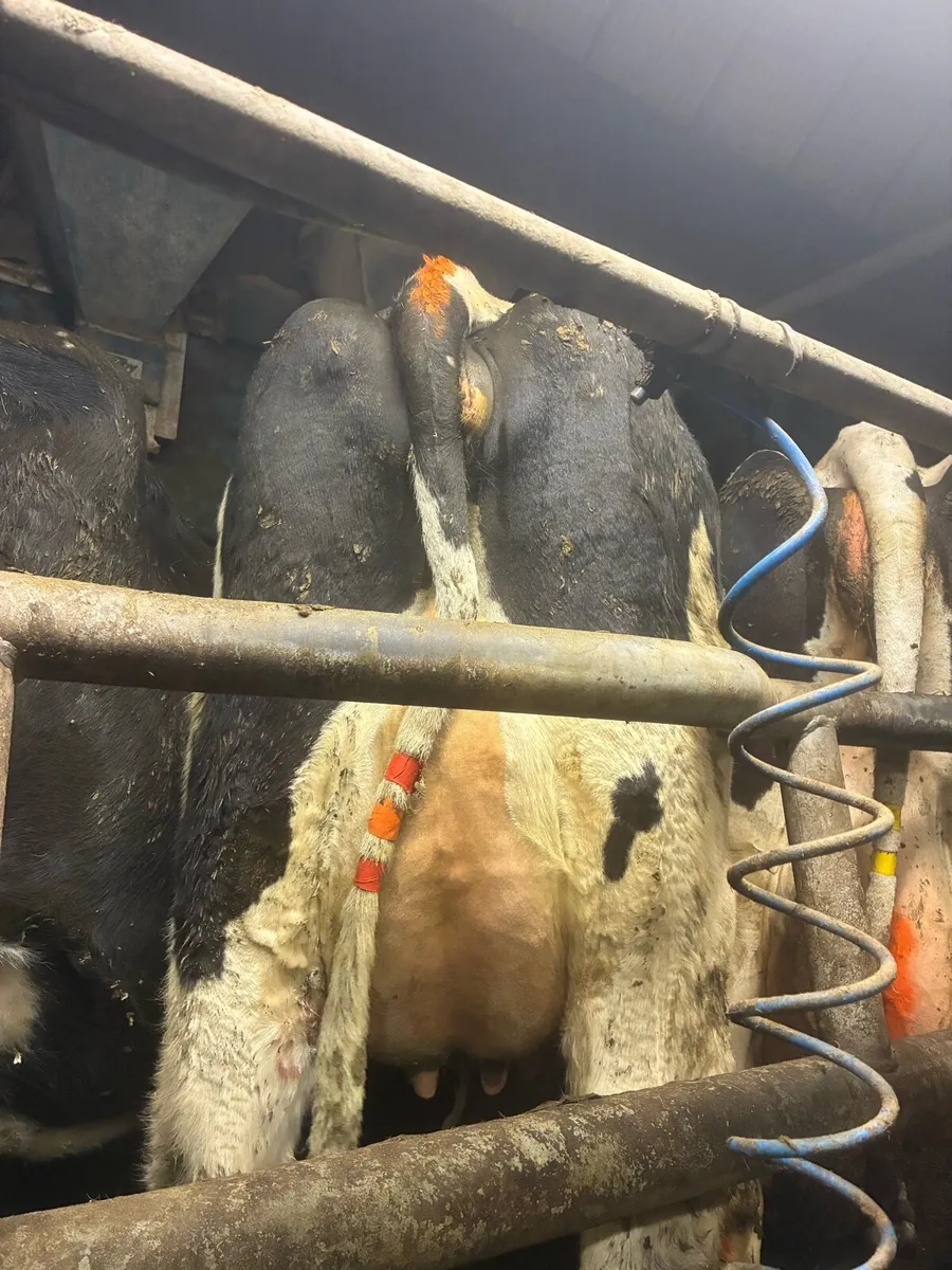 Fresian heifers - Image 3