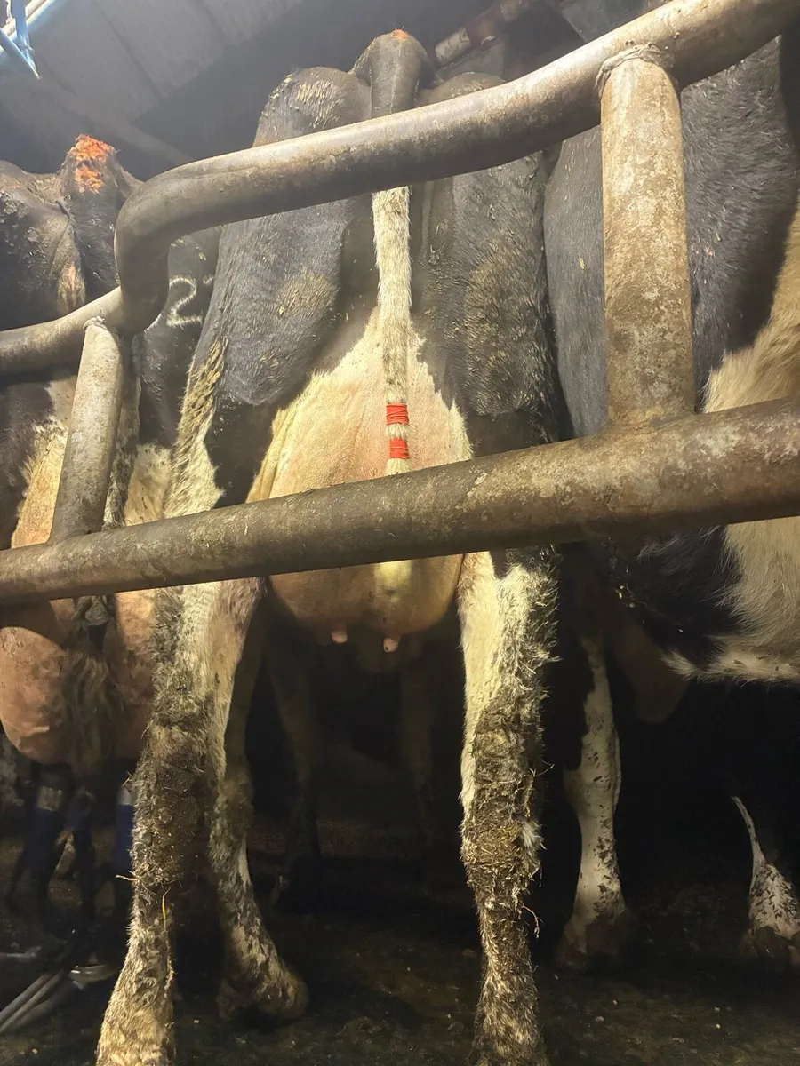 Fresian heifers - Image 4