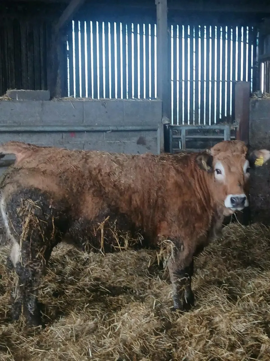 Ped reg AI bred aubrac heifers - Image 3
