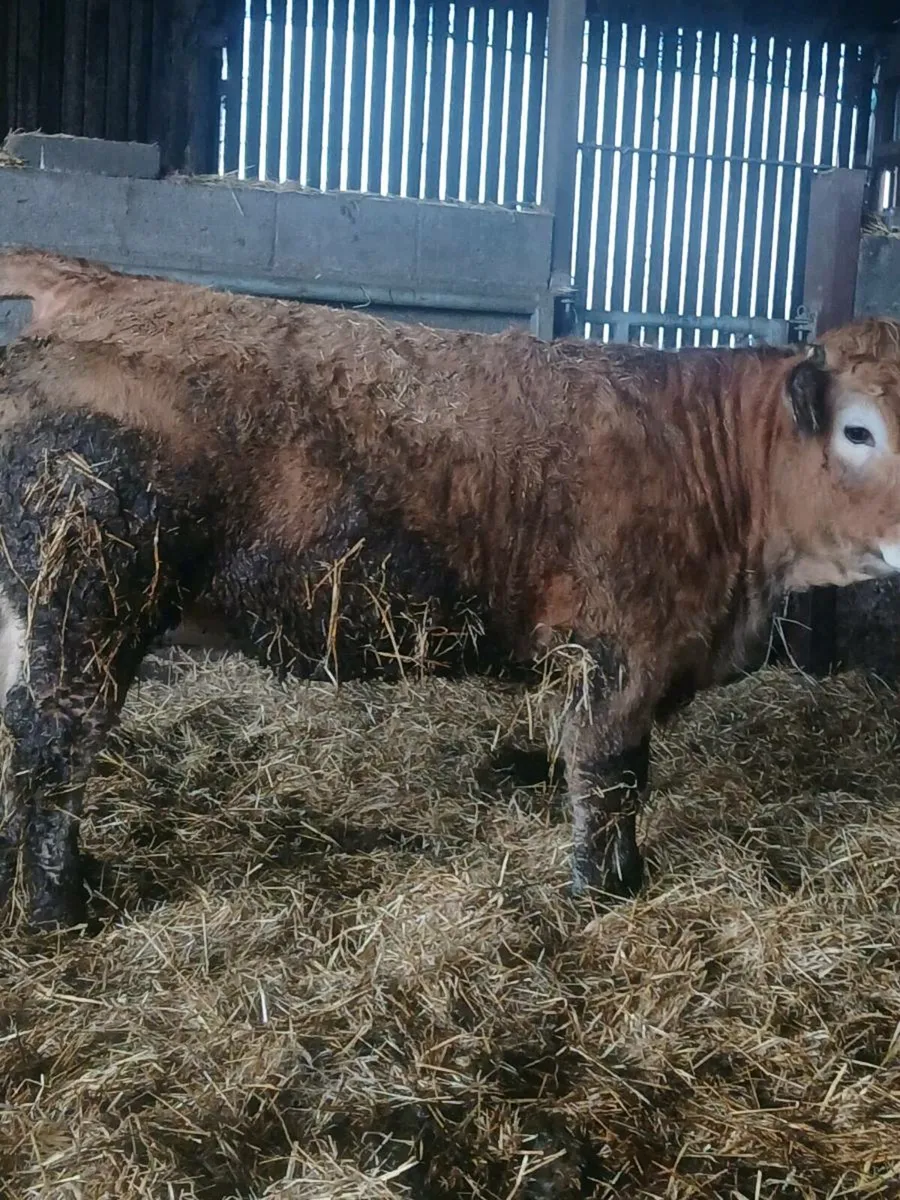Ped reg AI bred aubrac heifers - Image 4