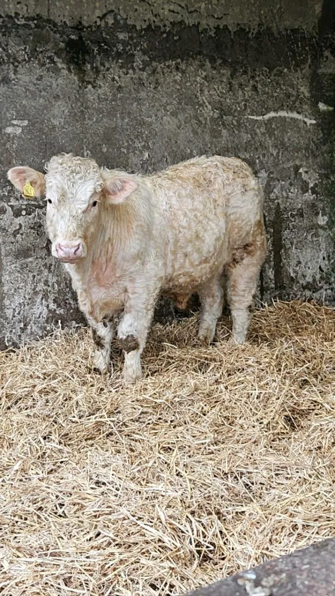 Charolais bull calf - Image 1