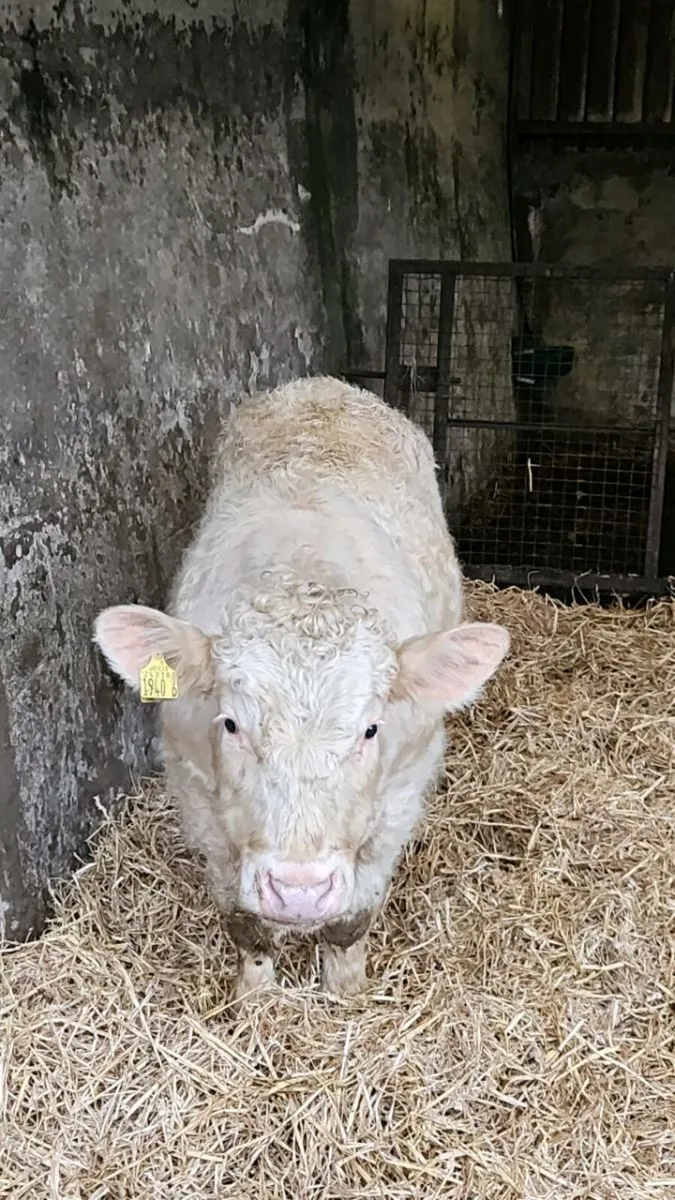 Charolais bull calf - Image 2