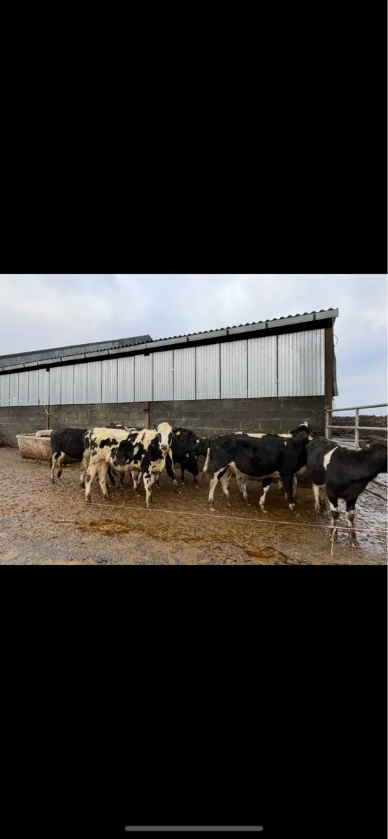Maiden heifers - Image 1