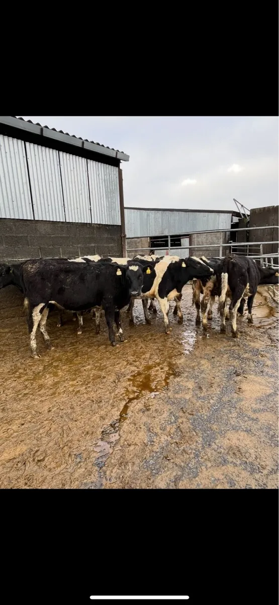 Maiden heifers - Image 2