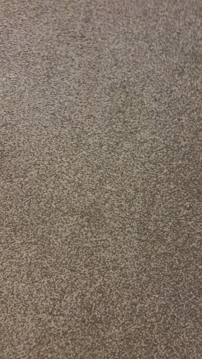 Carpet - Image 2