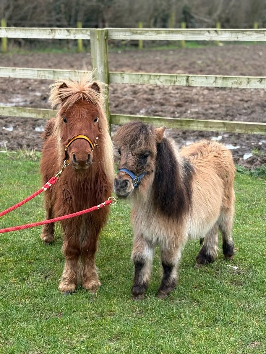 Two very small Geldings for sale - Image 2