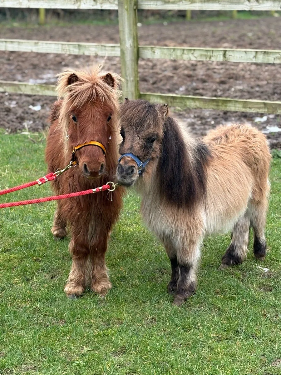 Two very small Geldings for sale - Image 1
