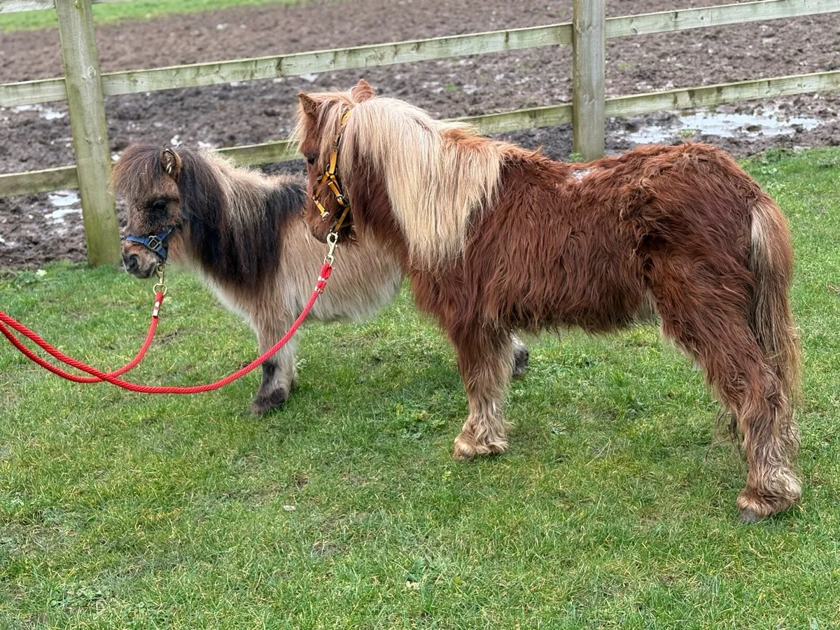 Two very small Geldings for sale - Image 4