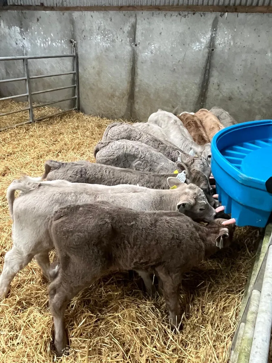 Charolais and Belgian blue calves for sale - Image 2