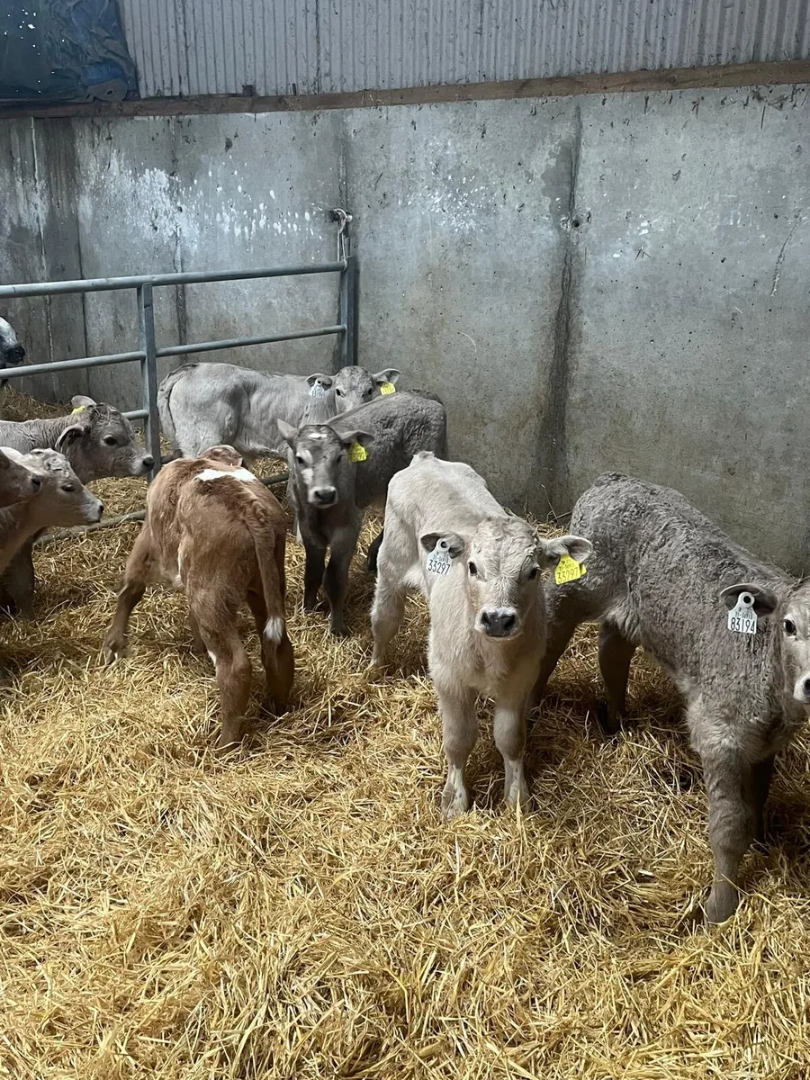 Charolais and Belgian blue calves for sale - Image 1