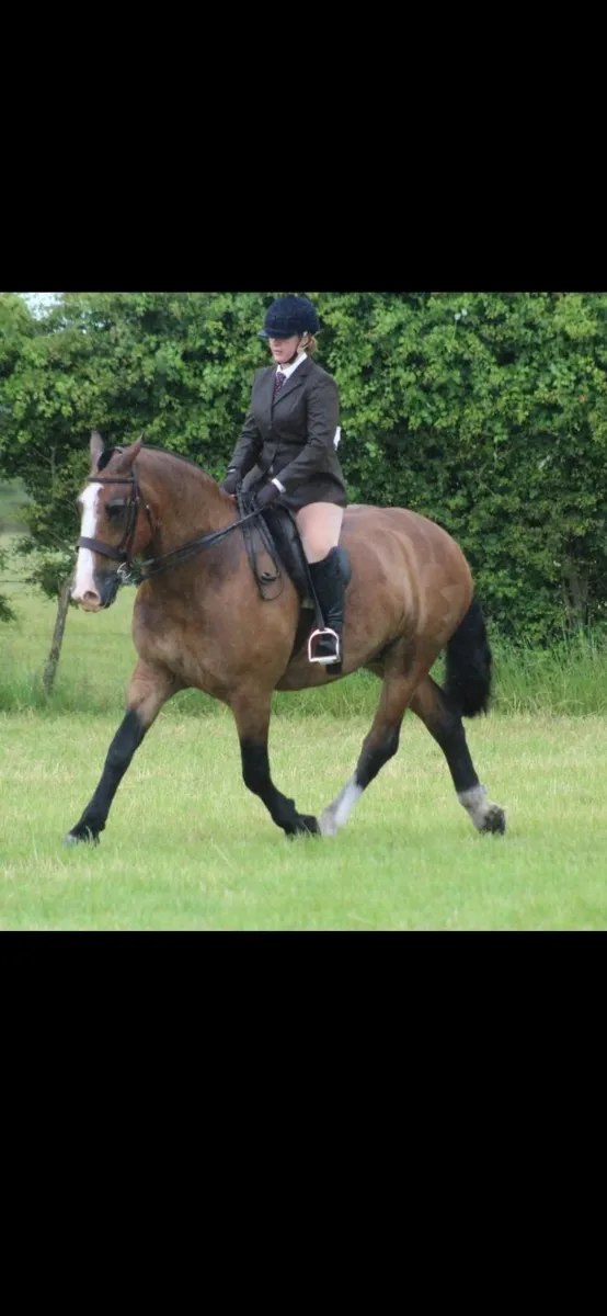 Pikeur Ladies Showing/Hunting Jacket - Image 2