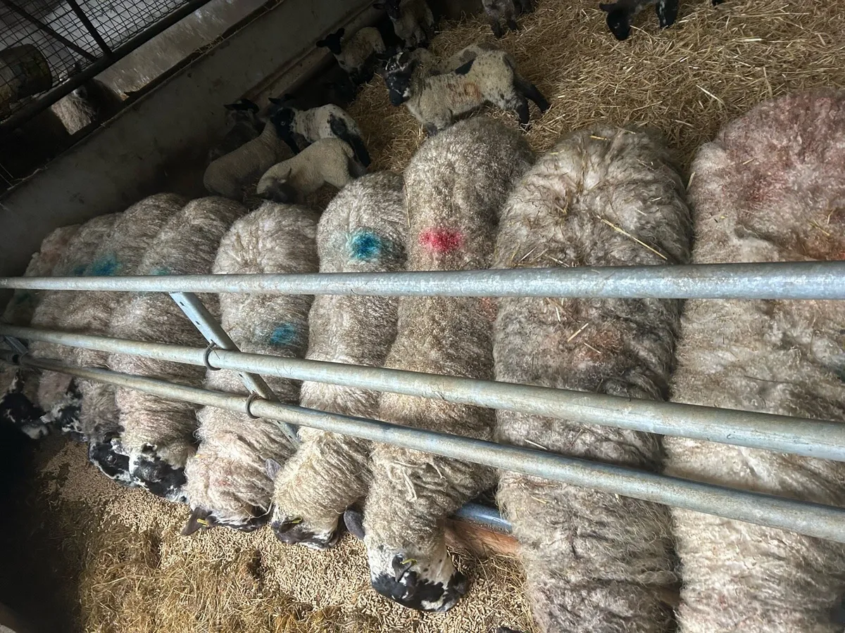 Ewes and lambs - Image 2