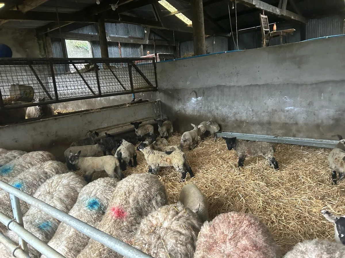 Ewes and lambs - Image 3