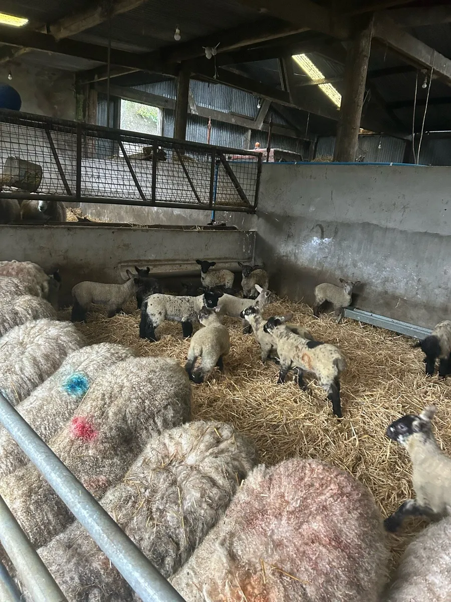 Ewes and lambs - Image 4