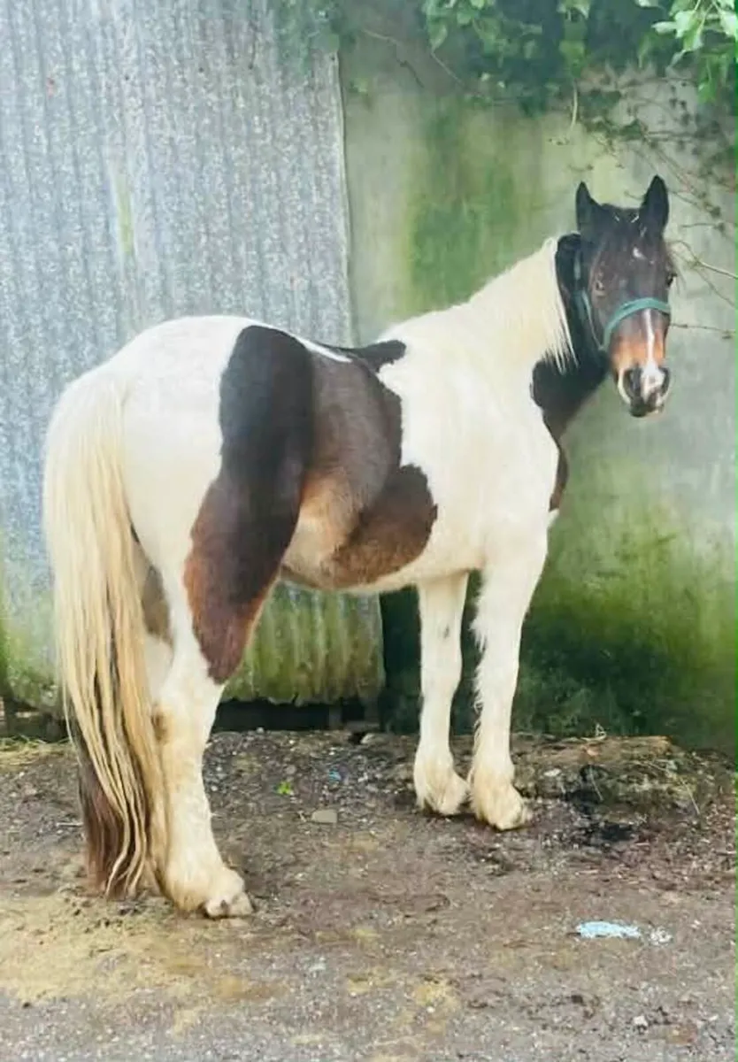 Half bred filly - Image 1