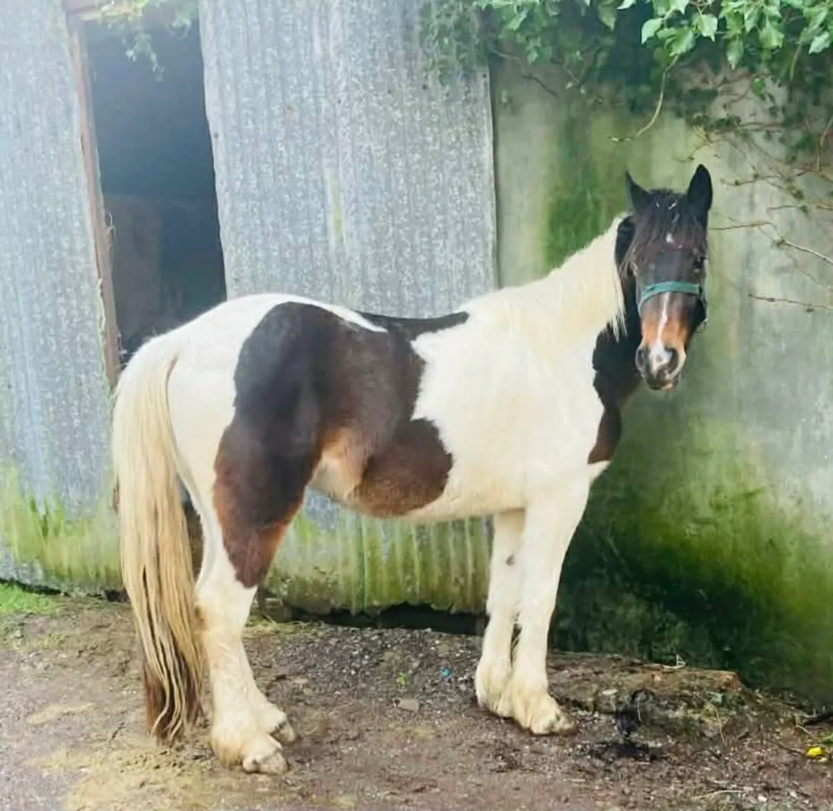 Half bred filly - Image 3