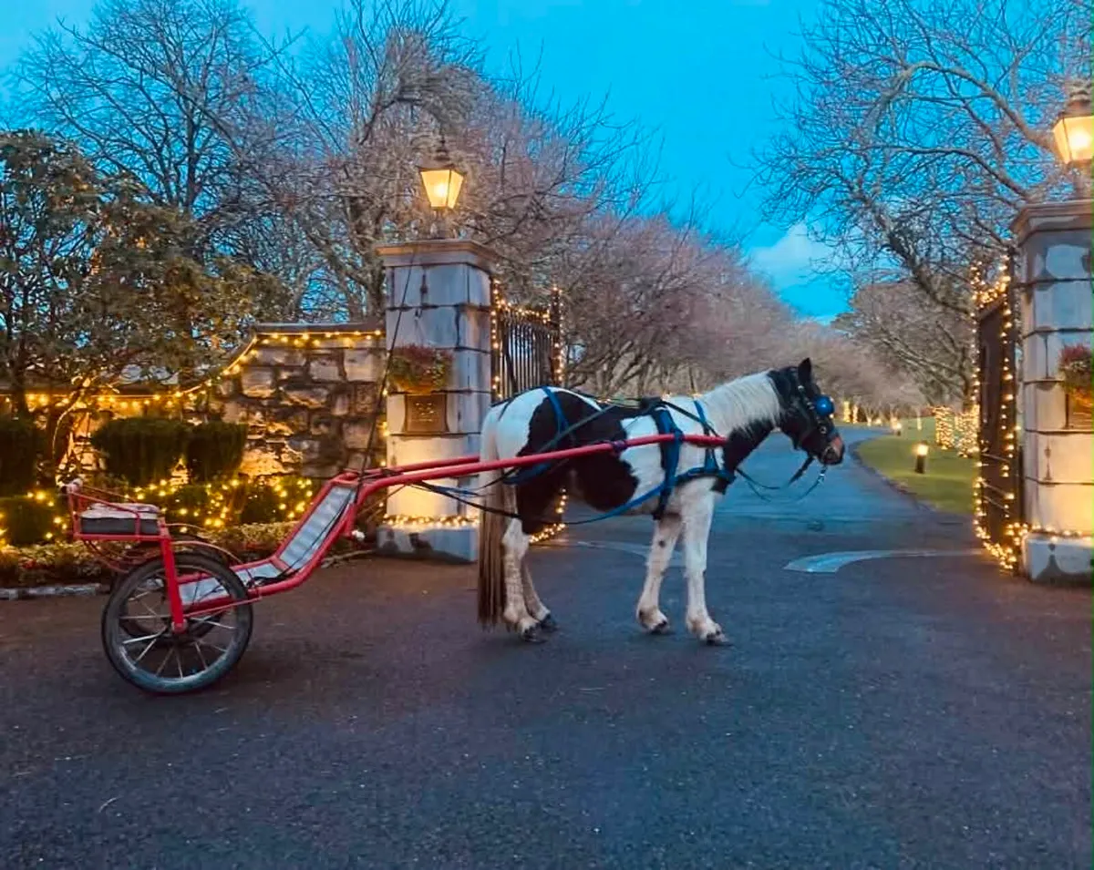 Half bred filly - Image 4